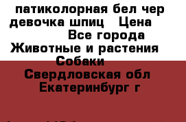 патиколорная бел/чер девочка шпиц › Цена ­ 15 000 - Все города Животные и растения » Собаки   . Свердловская обл.,Екатеринбург г.
